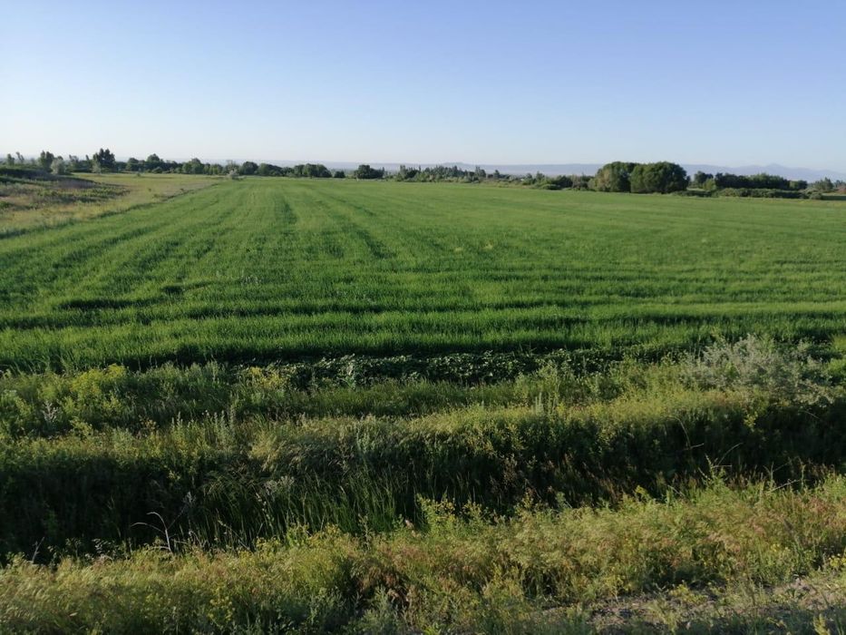 Участок 8 га, Акши(Енбекшиказахский район)