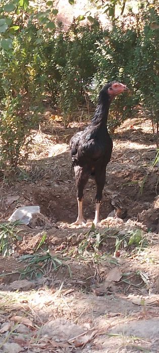 Dakan joja 3 oyli narxi kelishamiz