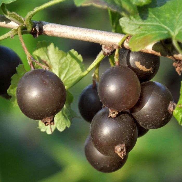 Vând arbust de josta