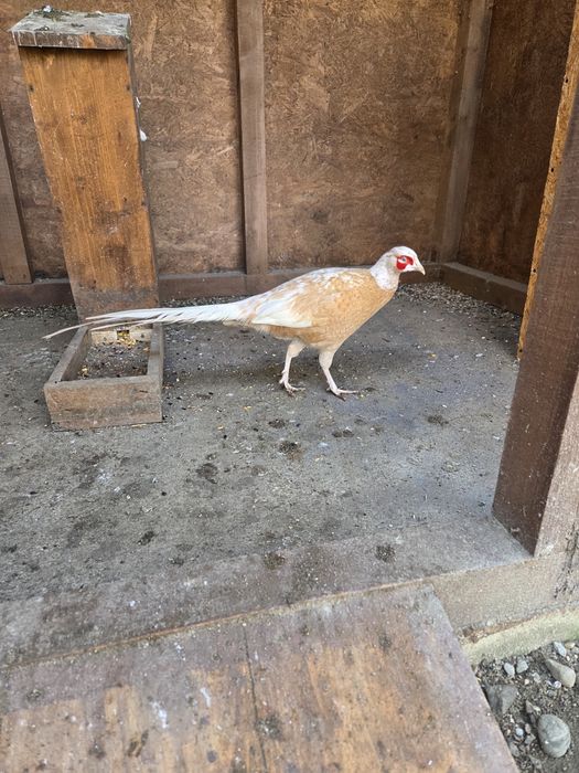 Fazani izabel si comuni