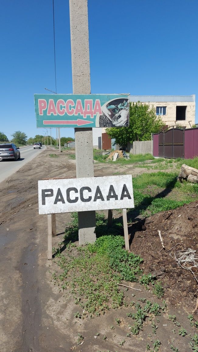 Продам рассаду качественную