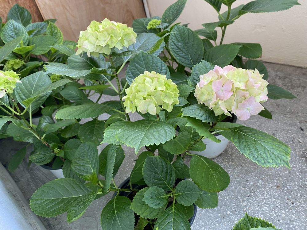 Hortensie roz, hydrangea