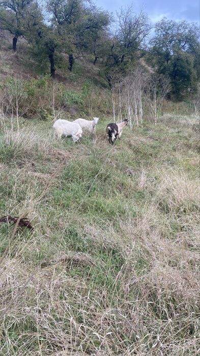 Capre de vaznare sau la schimb cu berbecuț