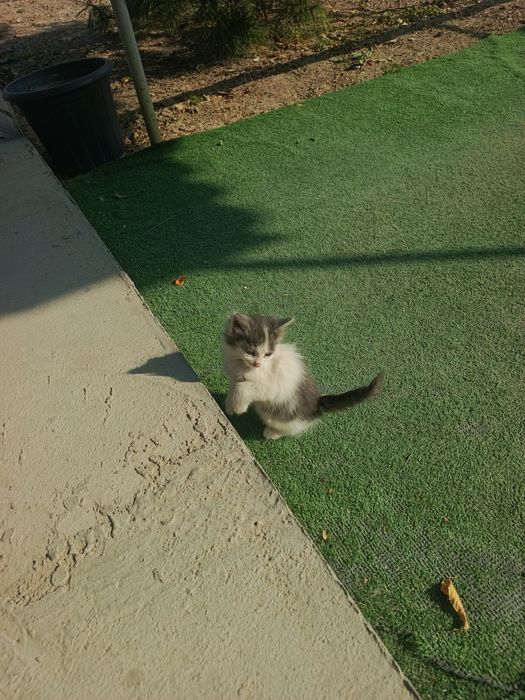 Котят в добрые руки отдам БЕСПЛАТНО