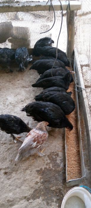 Товук ва ху́розлар сотилади.