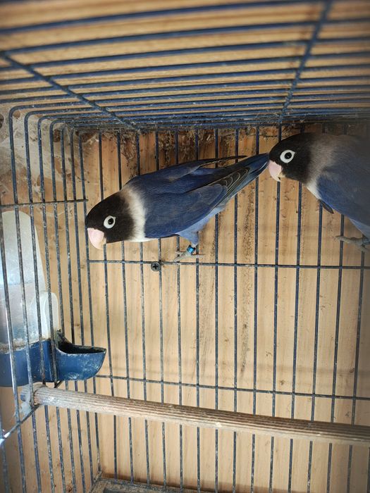 Vând pereche agapornis sau schimb