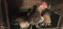 Cocoși și gainii pitici,rate pekin, bibilici