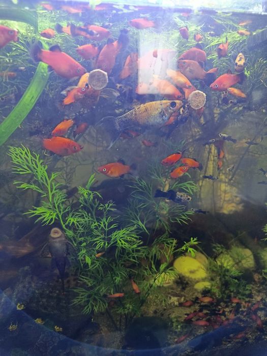 Vand platy si molly pesti acvariu