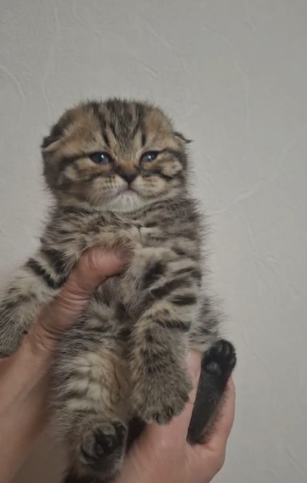 Скотиш фолд золотая шиншилла табби