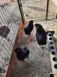 Araucana  Potrnichiu sălbatic și Araucana negreu