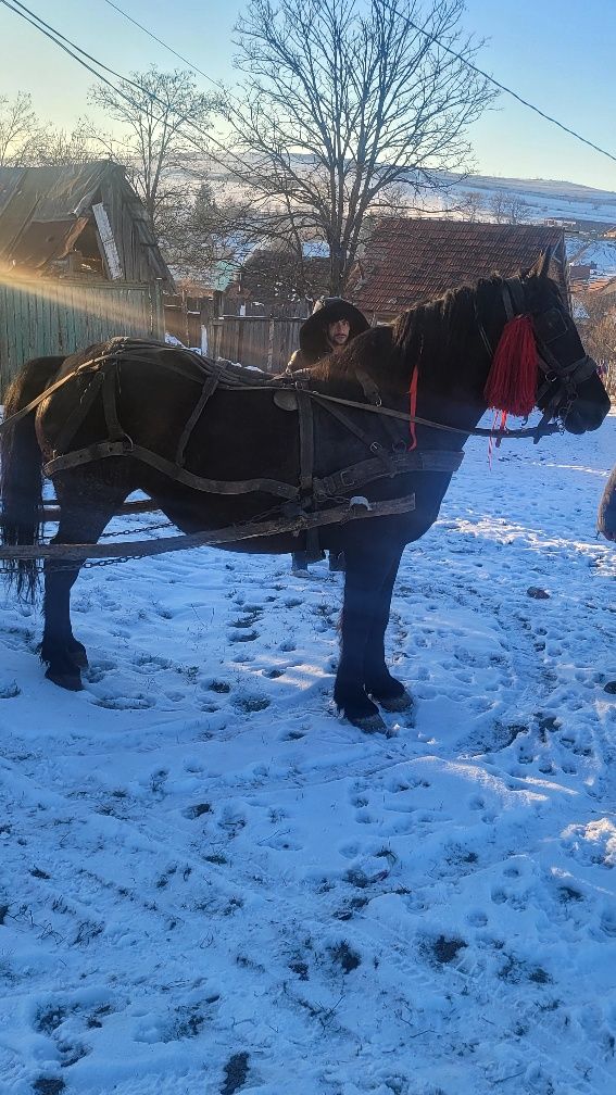 Vând iapa neagră  de 5 ani de fătat   iapa este blândă garată de ham