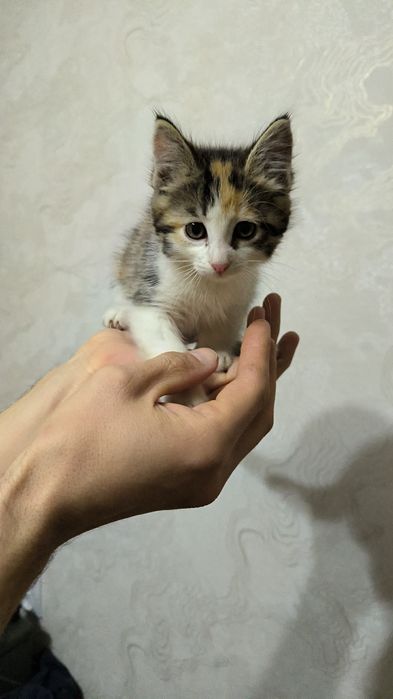 Котенок девочка редкого окраса "денежный талисман"