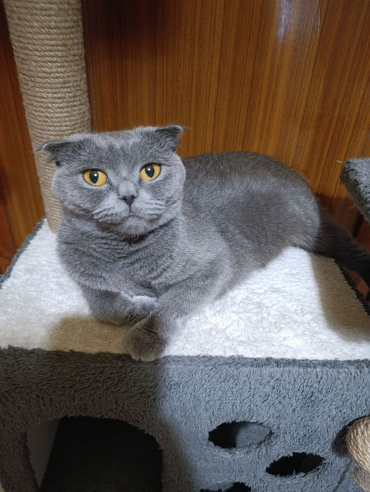 Британски котета