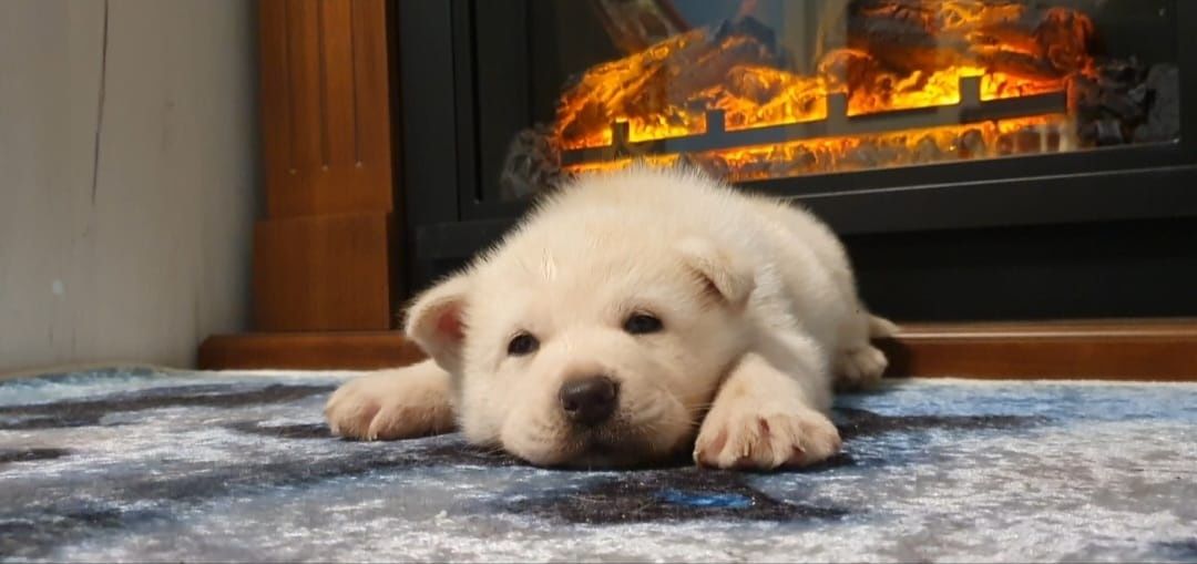 Cățelușă Husky Deosebită