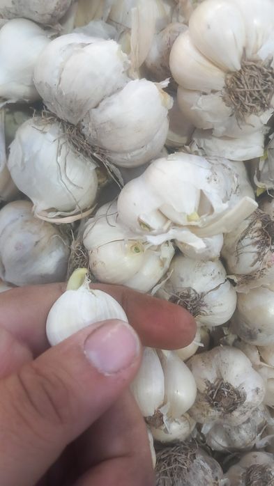 Usturoi de pus în pământ