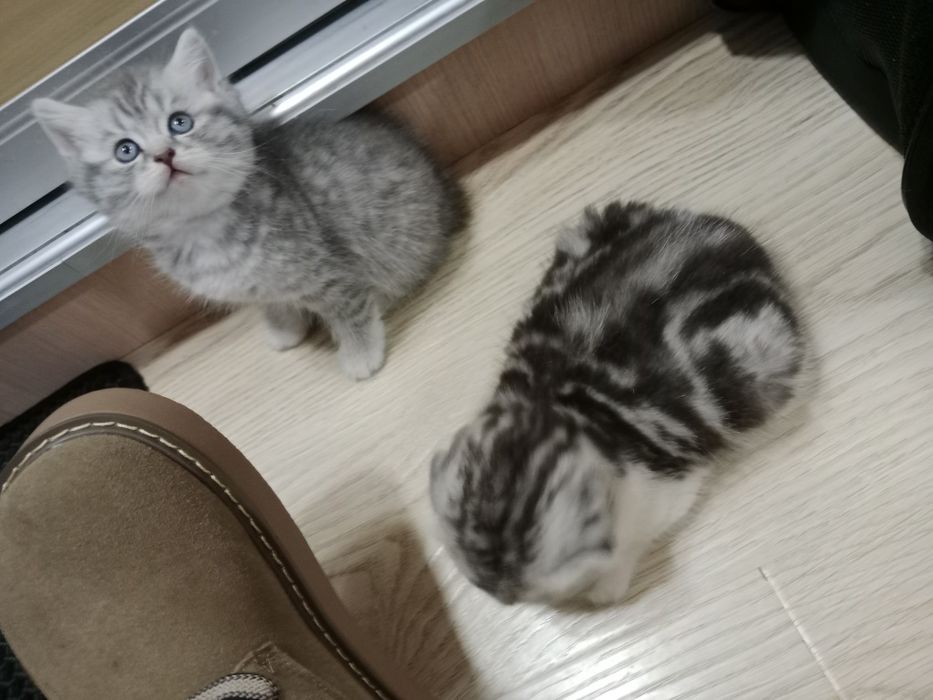 Шикарные толстые котята