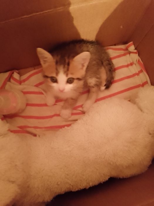 Котёнка.  котёнка