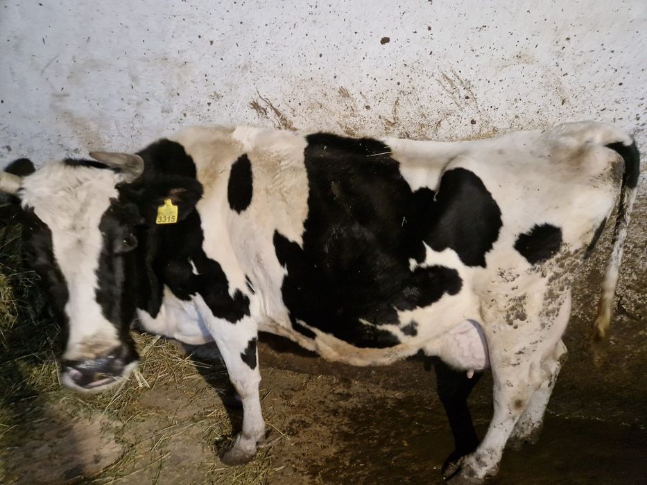 Vând vacă Holstein