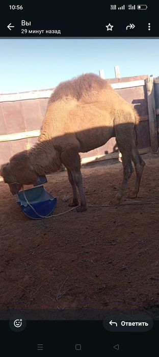 Тайлақ сатылады бағасы 500 мың тг келсім бар