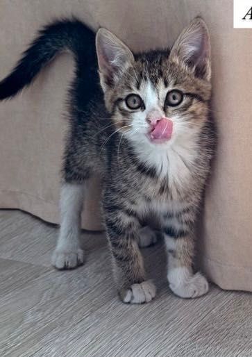 Котенок  ждёт своего дома