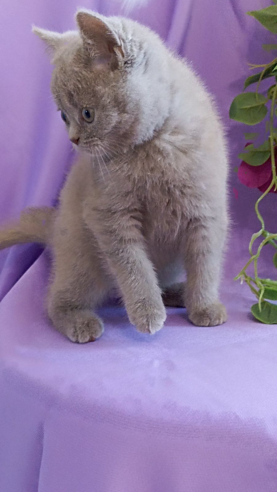 British shorthair blue