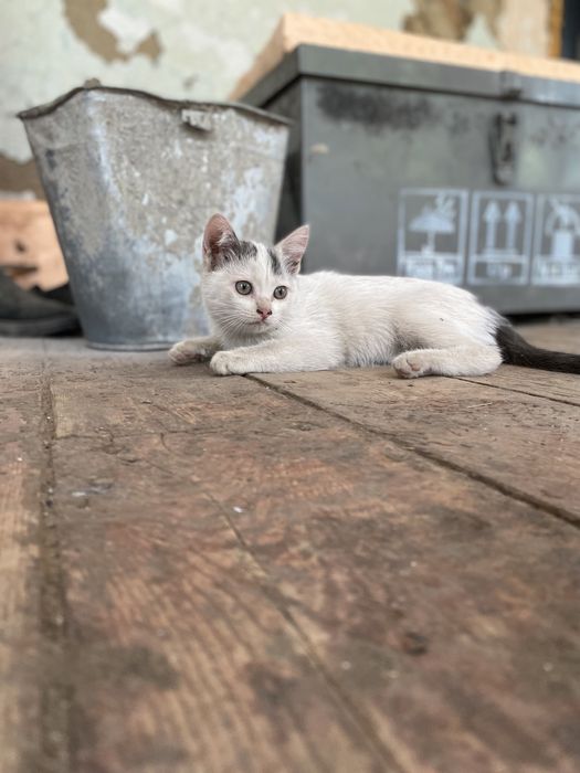 Котята в добрые заботливые руки.