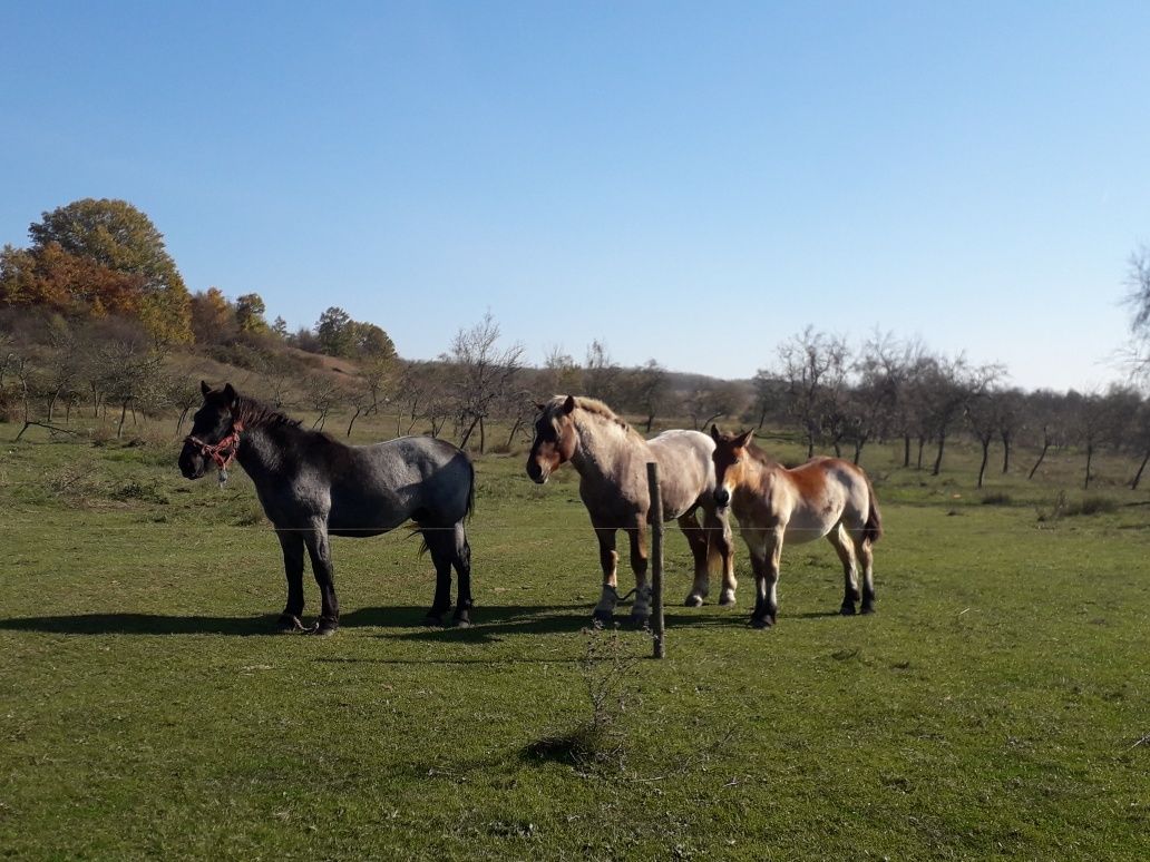 Vînd 2 căi armăsari unu de un an și al doilea de 2 ani