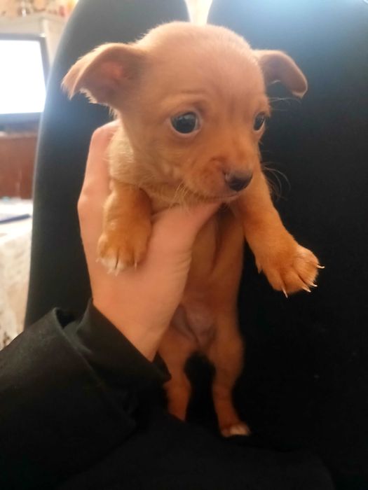 Много сладки кученца пинчери