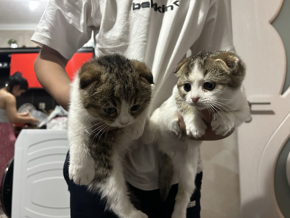 Шотландски британски чинчила котета