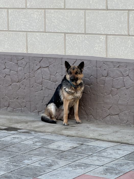 Отдам хорошие руки овчарка  сучка 2,5 года для охраны