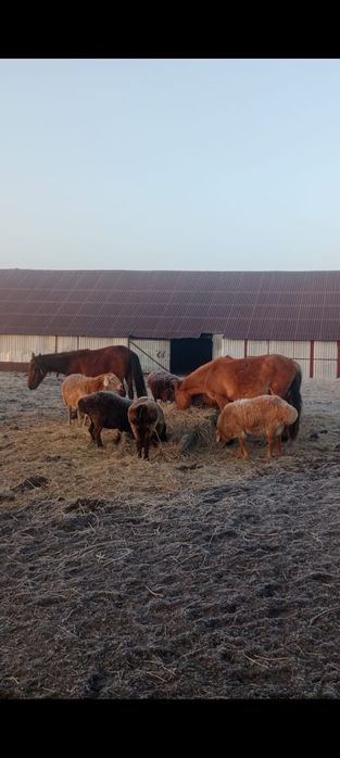 Продам жабагы, две головы