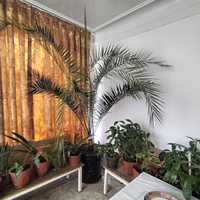 Офисное растение Пальма