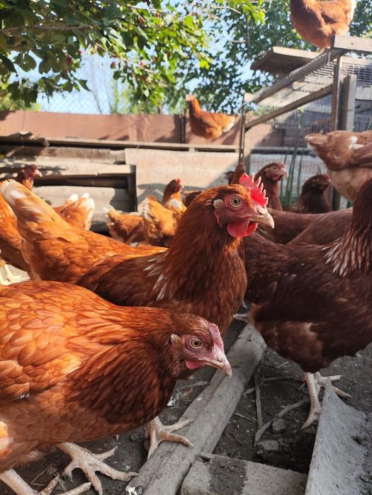 Продам кур домашних и ломан Браун