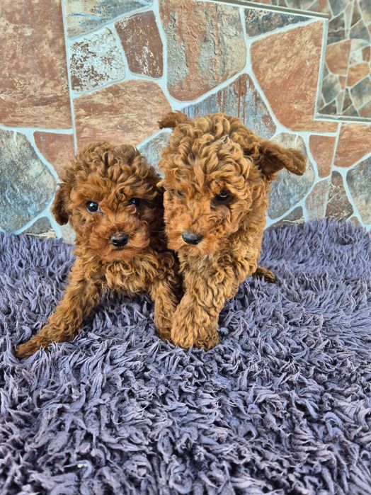 "Мини пуделчета"