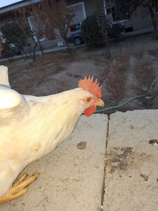 Xuroz sotiladi uyga bokilgan