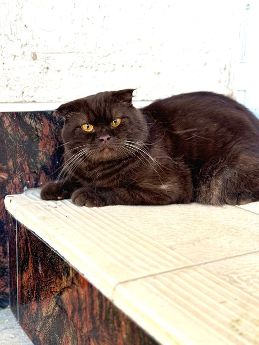 Scottish fold choko oʻgil bola 1 yoshdan oshgan