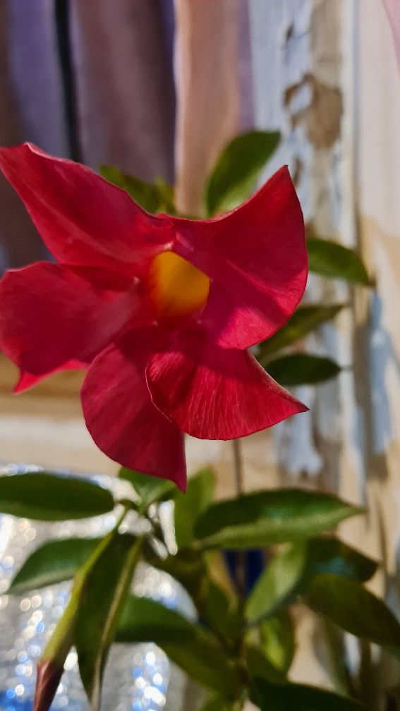 Дипладения- Мандевилла домашнее растение, комнатные цветы