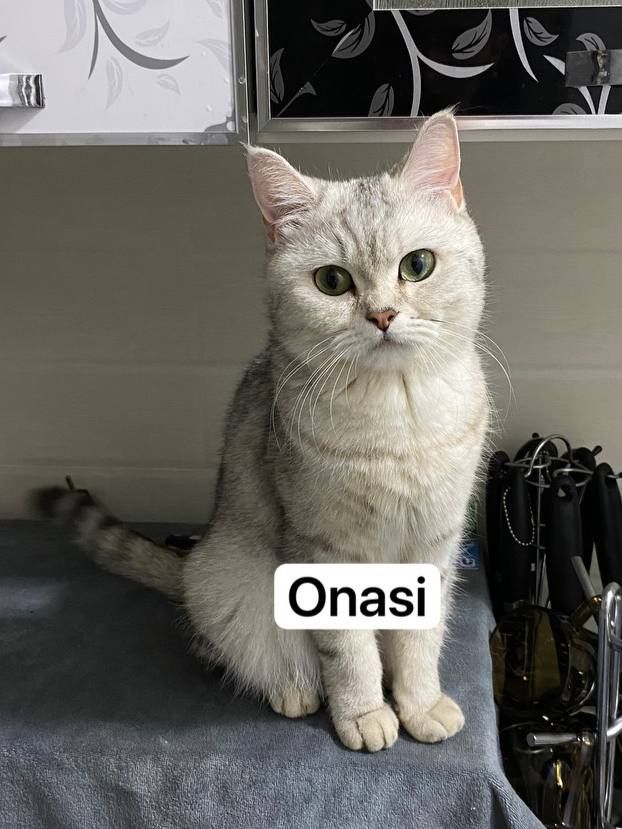British Cats ( Продаются  Британские кошки )