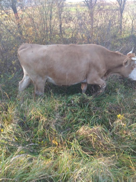 Vând vaca cu vitea