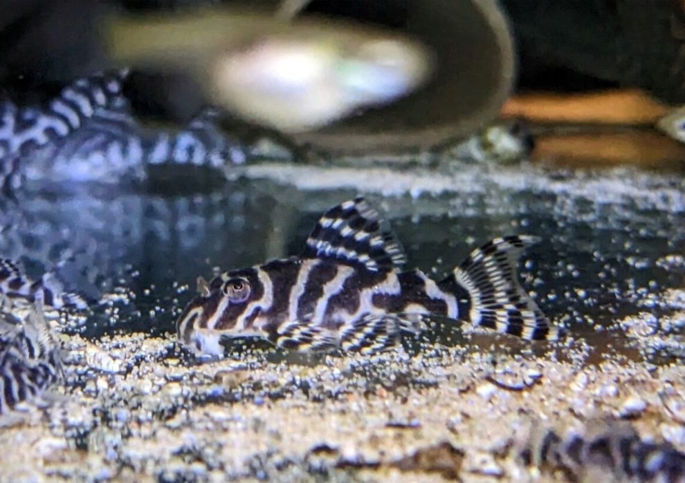 Ancistrus pleco L33