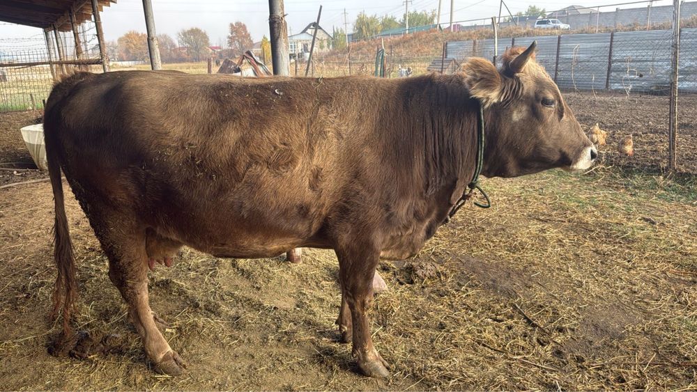 Продам молодую корову, стельную, мясо-молочной алатауской породы.