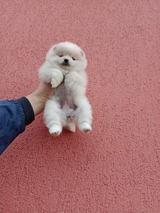 Померани . Момичета