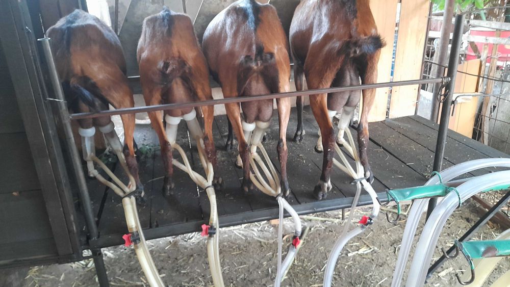 Oi rasa  Dorper , Capre Alpine