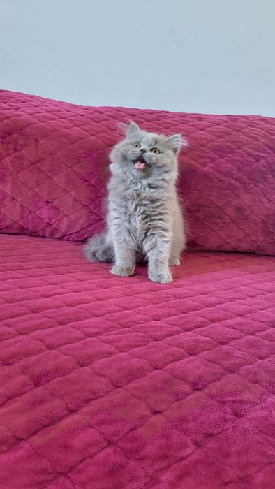 British longhair blue
