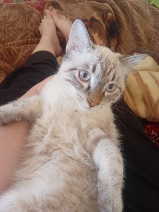 Котята сибирский