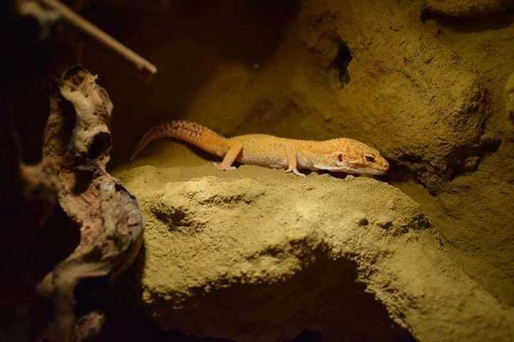 Terarii comanda (pentru gecko, agama, tarantule, serpi si nu numai)