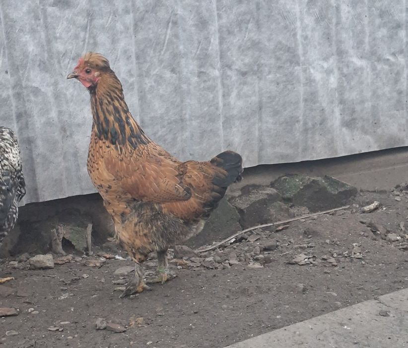 Vand cocoș și puicuțe