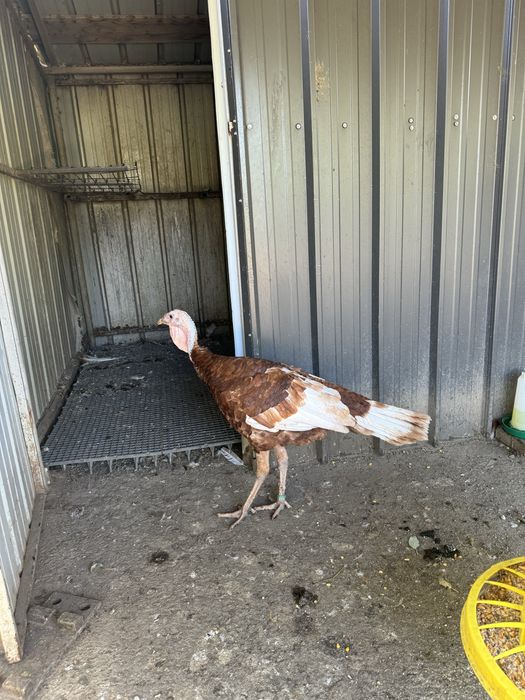 Curcan Red Bourbon 2025