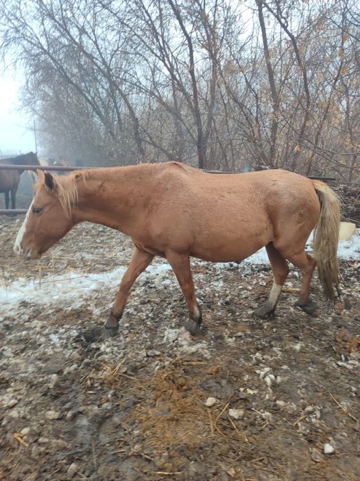 Сатылым, Продантся