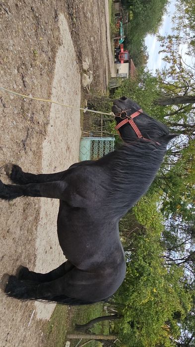 Armăsarul de fiitero de vânzare